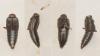 Stenus sp.